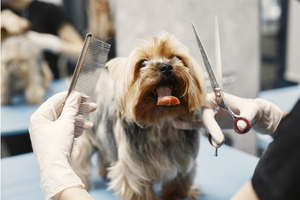 How To Start A Dog Grooming Business